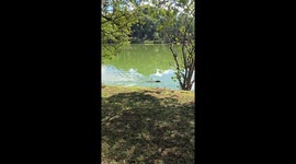 Snowy Egret Surfs on Capybara