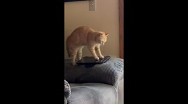 Poppy Wants to Beat Her High Score