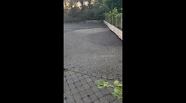 Rats in KFC Parking Lot