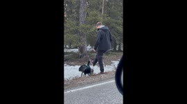 Angry Bird Squares Up To Finnish Man