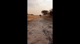 Purring Cheetah