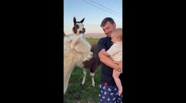 Alpacas' incredibly gentle encounter with UK family's baby