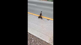 Deputy Halts Traffic to Help Duck Family Cross Road