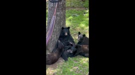 Mama Bear Nursing Her Three Cubs