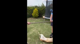 Well-Trained Dog Balances on Pole