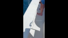 Incredible moment man revives tired sailfish by SPINNING it around