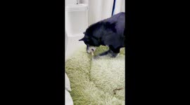 Dog Buries Bones in His Dog Bed