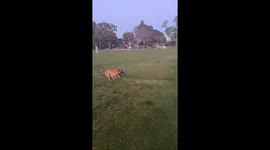 My Belgian Malinois can fly like Superman, Belgian Malinois is awesome