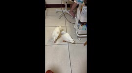 Ducks Chase Laser Pointer