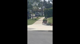 Adult Belgian Malinois coaches puppy Belgian Malinois mix in street safety drill