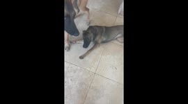 Puppy training and never using treats to teach compliance, Belgian Malinois is 5 months old