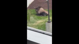 Medical workers watch on as moose gives birth on hospital grounds