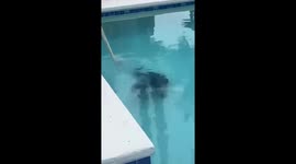 Uninvited 7-Foot Alligator Crashes Backyard Pool Party Again