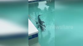 Alligator removed from back yard pool twice in one day in Florida