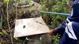 Pet cat saved from clutches of python trying to eat it for breakfast