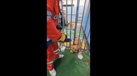Golden Retriever with head stuck in gate rescued in Thailand