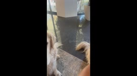 Two types of dogs! Pet pooches eat like a 'gentleman and a piranha'