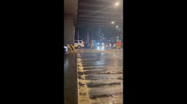 Clever stray dog waits at crossing to navigate busy road