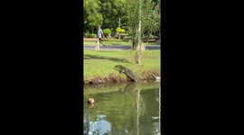 Monitor lizard emerges from pond to scratch on a tree