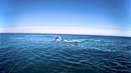Boaters speechless as orca pod springs vicious attack on humpback whale calf