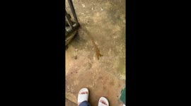 Resident horrified by creepy mass of worms moving across floor