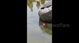 Stranded koi saved by loyal companions as fish escape jaws of turtle