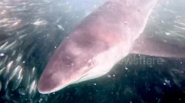 Huge Dusky shark appears out of nowhere almost hitting me while filming a baitball