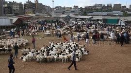 Kenya: Nairobi livestock market bustles ahead of Eid al-Adha