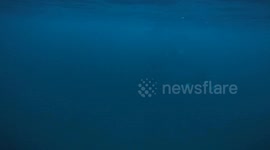 free diver encounters huge pod of wild orca in Norway