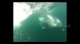 Diver witnesses up close a pirouette by a humpback whale off South Africa's coast