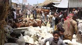 Yemen: Yemenis flock to livestock markets in Sanaa ahead of Eid al-Adha
