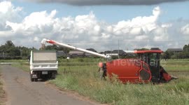 Japan: Japan's rice crisis due to high tariffs, structural problems in agriculture sector: analyst