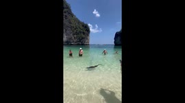 Monitor lizard joins tourists as it swims along beach on Thai island