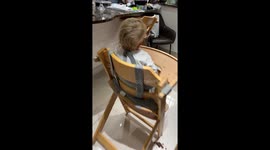 Little girl tries chocolate cake for the first time and dislikes its taste