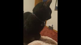 Raven the sassiest cat shows off her claws on command
