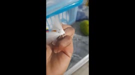 Sudden Spider Springs For Moth