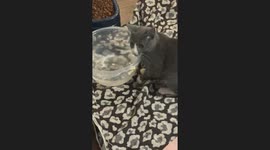 Kitten Plays In Water Bowl