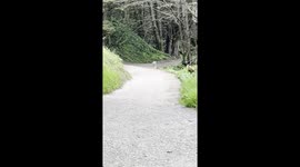 San Francisco Nature Encounter: Coyote trots through the fog