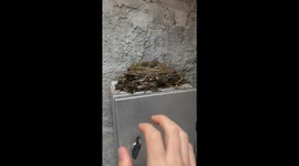 Four Little Birds Chirp After Gentle Tap Near Nest