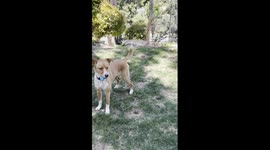 Dog Has Unique Way of Opening Easter Eggs