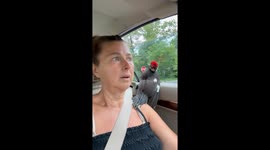 Woodpecker Rescue