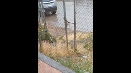 Little Dog Makes It to the Safety of Home