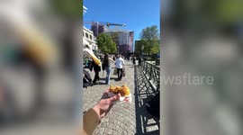 Seagull snatches man's burger