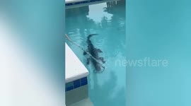 Police capture seven-foot alligator found in residential pool
