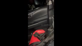 Passenger Pup Securely Buckled In
