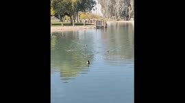 Baby ducks rush to meet their trusted favorite human