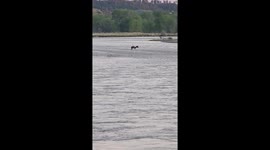 Helicopter Rescues Horse From Yellowstone River
