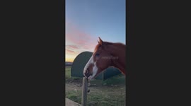 Ahh Horse