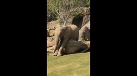 Kaia Stands Guard Over Napping Zuli at San Diego Zoo