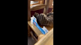 Talkative Cat in a Cardboard Box